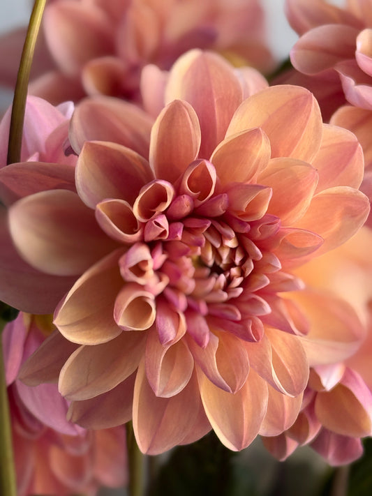 Dahlias - Dividing and Storing