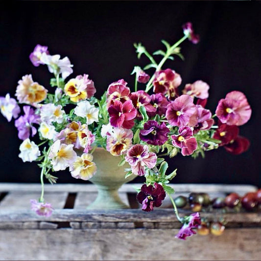 Pansy and Viola flora arrangement in compote image from @fleuropean