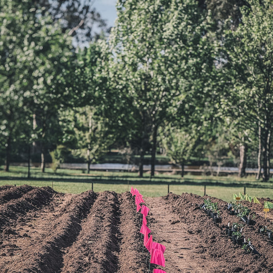 How to Plant and Care for Your Dahlia Tubers