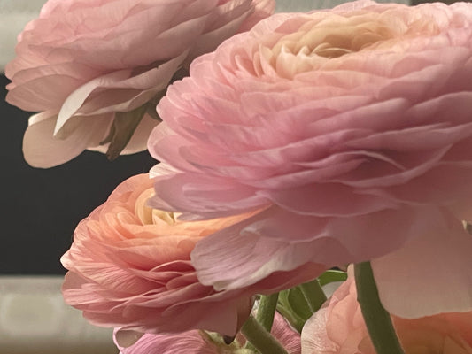 Ranunculus - Planting and growing