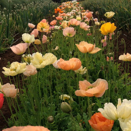 Poppy, Australis, Pastel Shades
