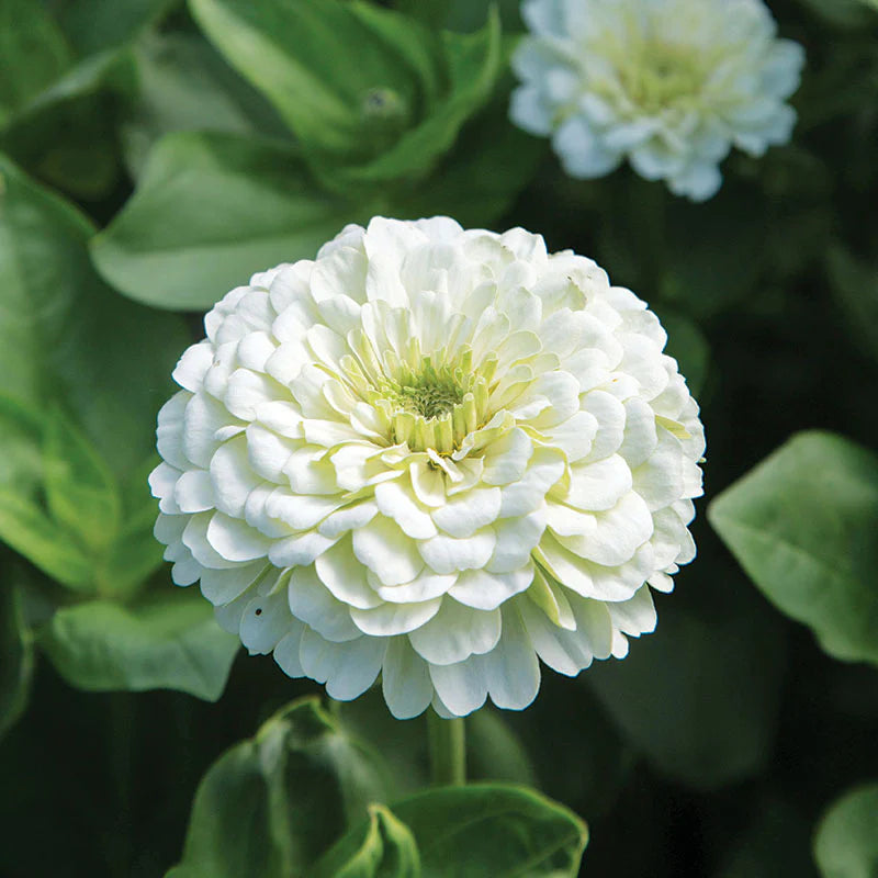 Zinnia - Giants White