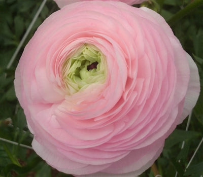 Ranunculus, Highline Marshmallow