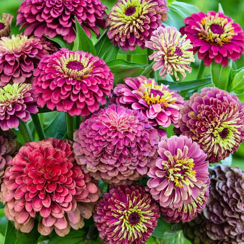 Zinnia - Queeny Lime Red