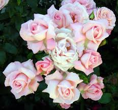 Rose, Aotearoa