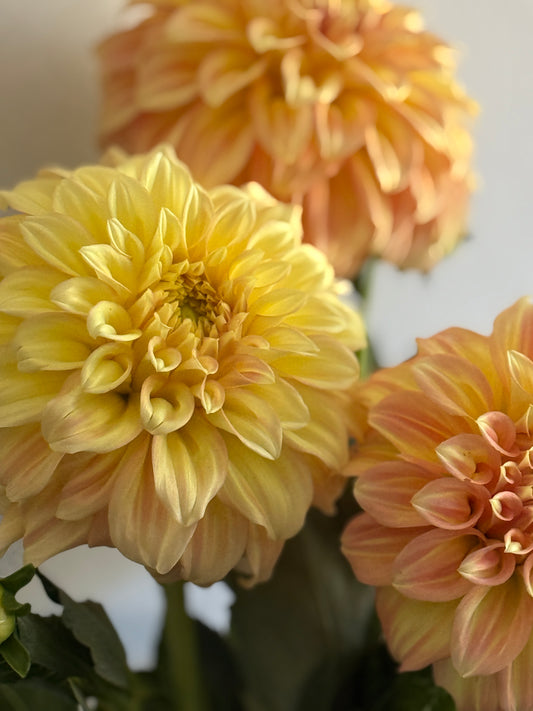 Dahlia, Bracken Sarah - Sand Dune, formal decorative soft yellow and orange