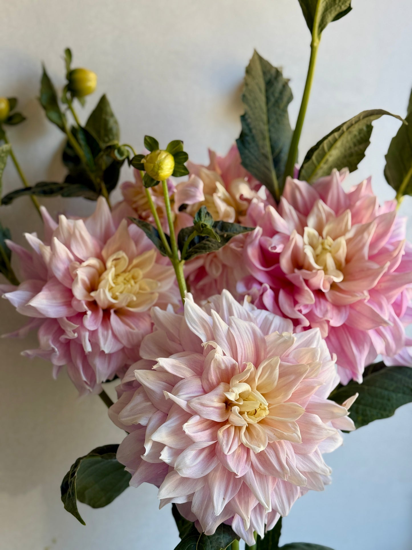 Cerise Rosebud (formerly Pearl of Hempstead)