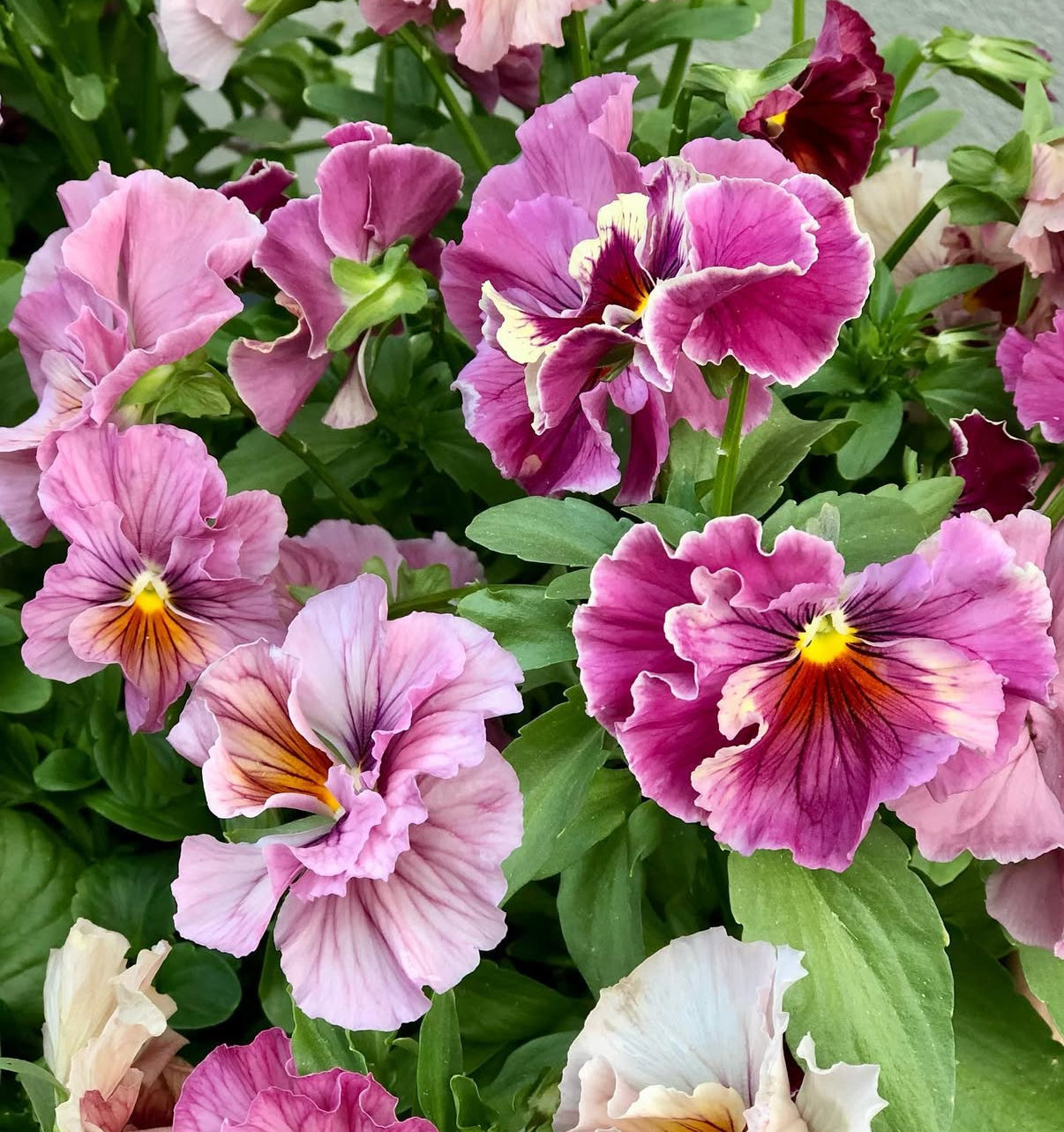 Pansy Chianti Mixed
