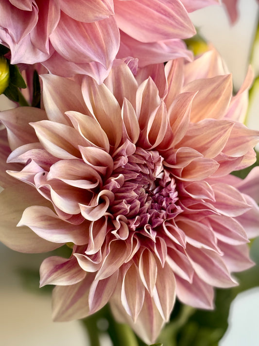 Cafe Au Lait, informal decorative, dusty pink to latte cream