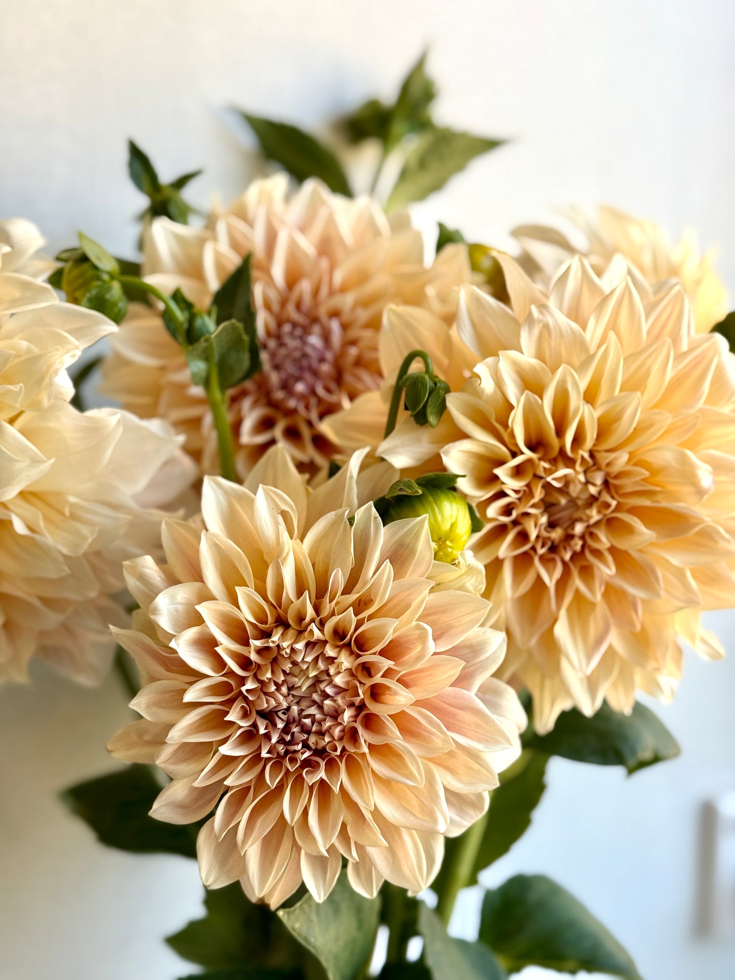 Dahlia, Cafe au lait, informal decorative, dusty pink to latte colour