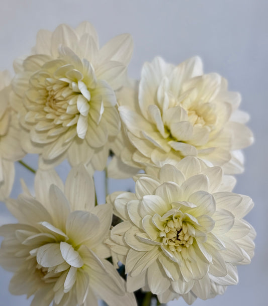 Guyra White, Waterlily crisp white