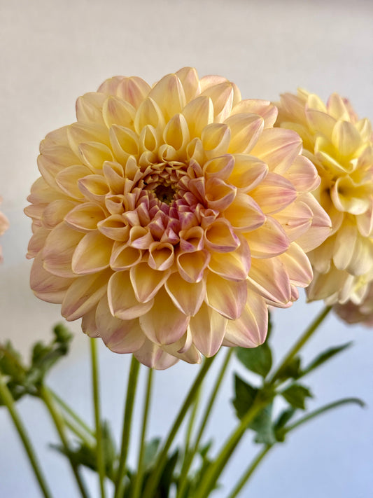 Dahlia, Florelie Harmony, formal decorative