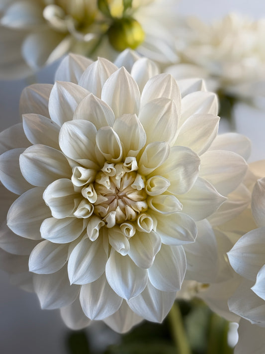 Joy Burkitt, Waterlily or decorative, white with a soft blush centre