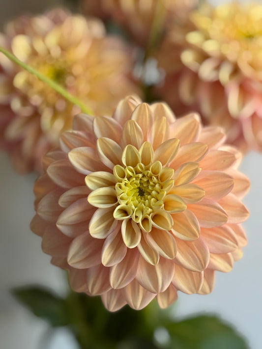 Florelie Kindness, small informal decorative, pastel yellow and pink