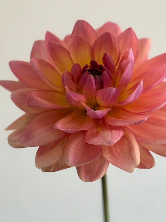Waterlily dahlia, Moray Ashleigh, apricot pink