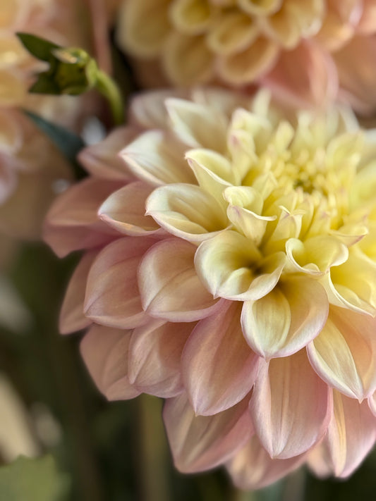 Sugartown Sunrise, decorative, pink, lemon dahlia