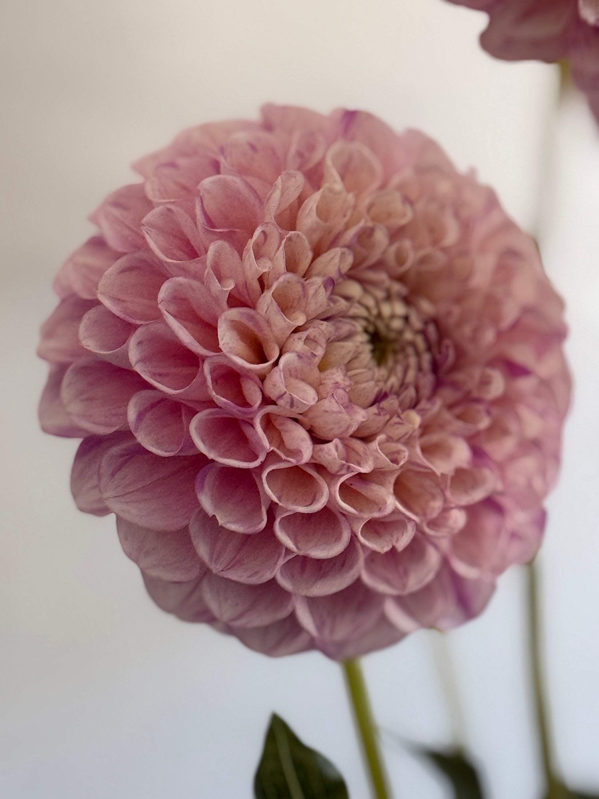 Vintage Wine, white and pink, speckled