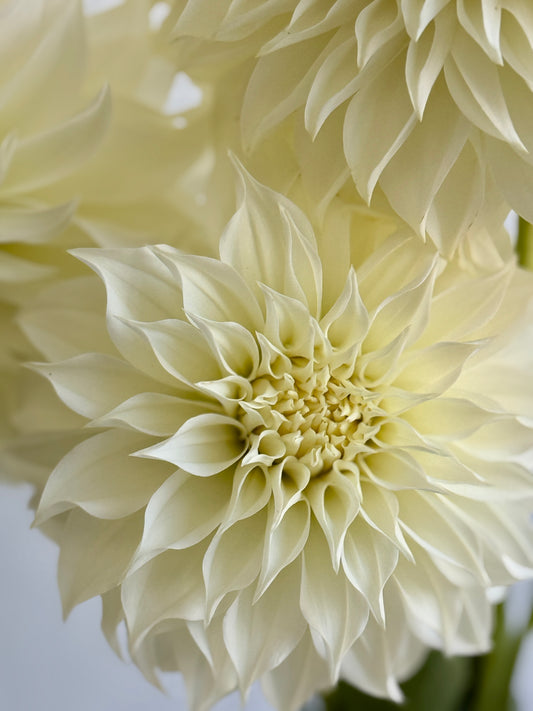 Florelie Whipped Cream, crisp white, informal decorative