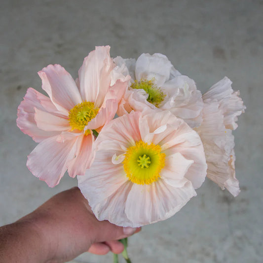 Poppy, Colibri Rosa Chiaro Pastello