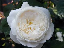 Rose, Fair Bianca