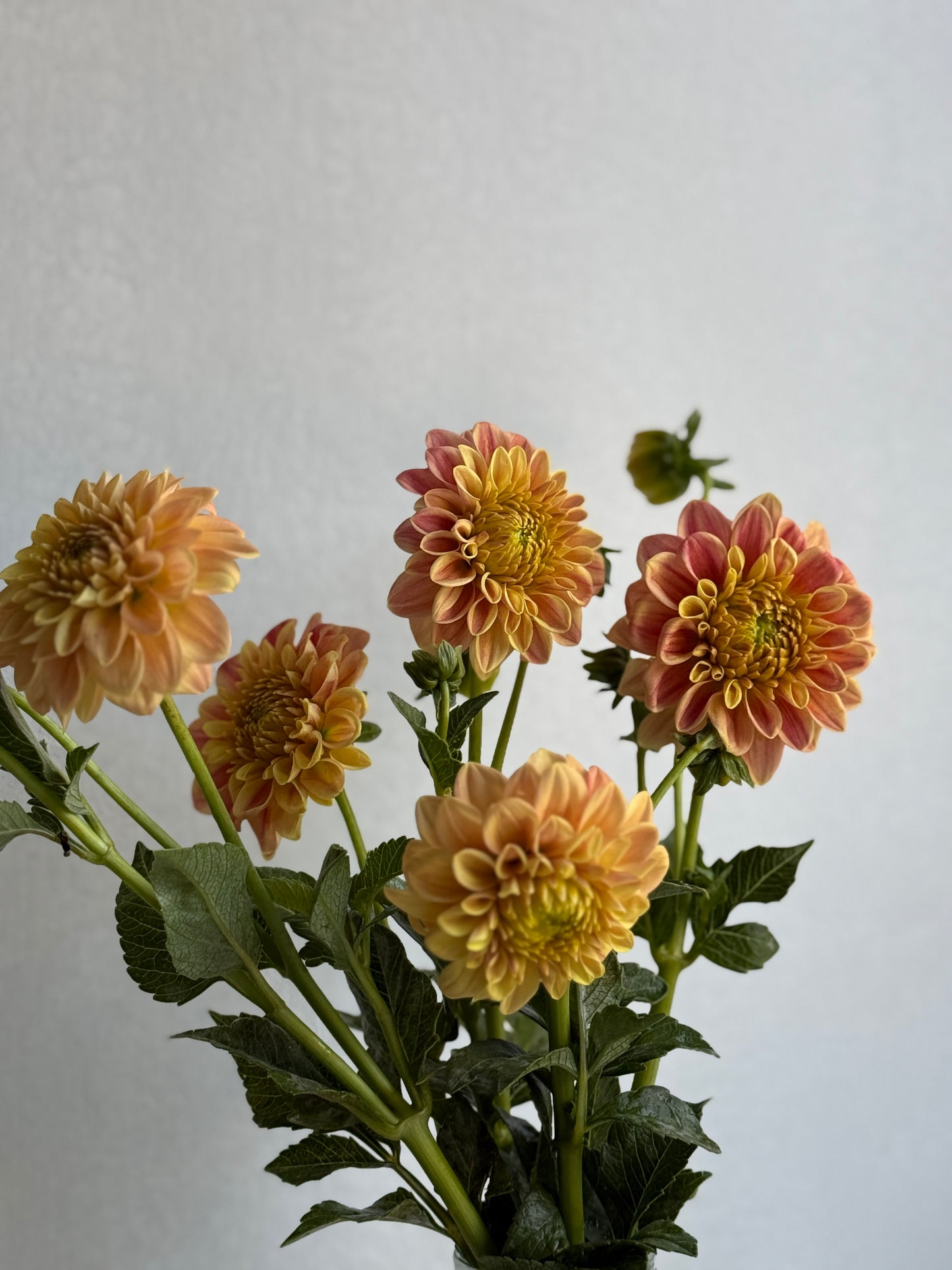 Dahlia, Fruit Tingle