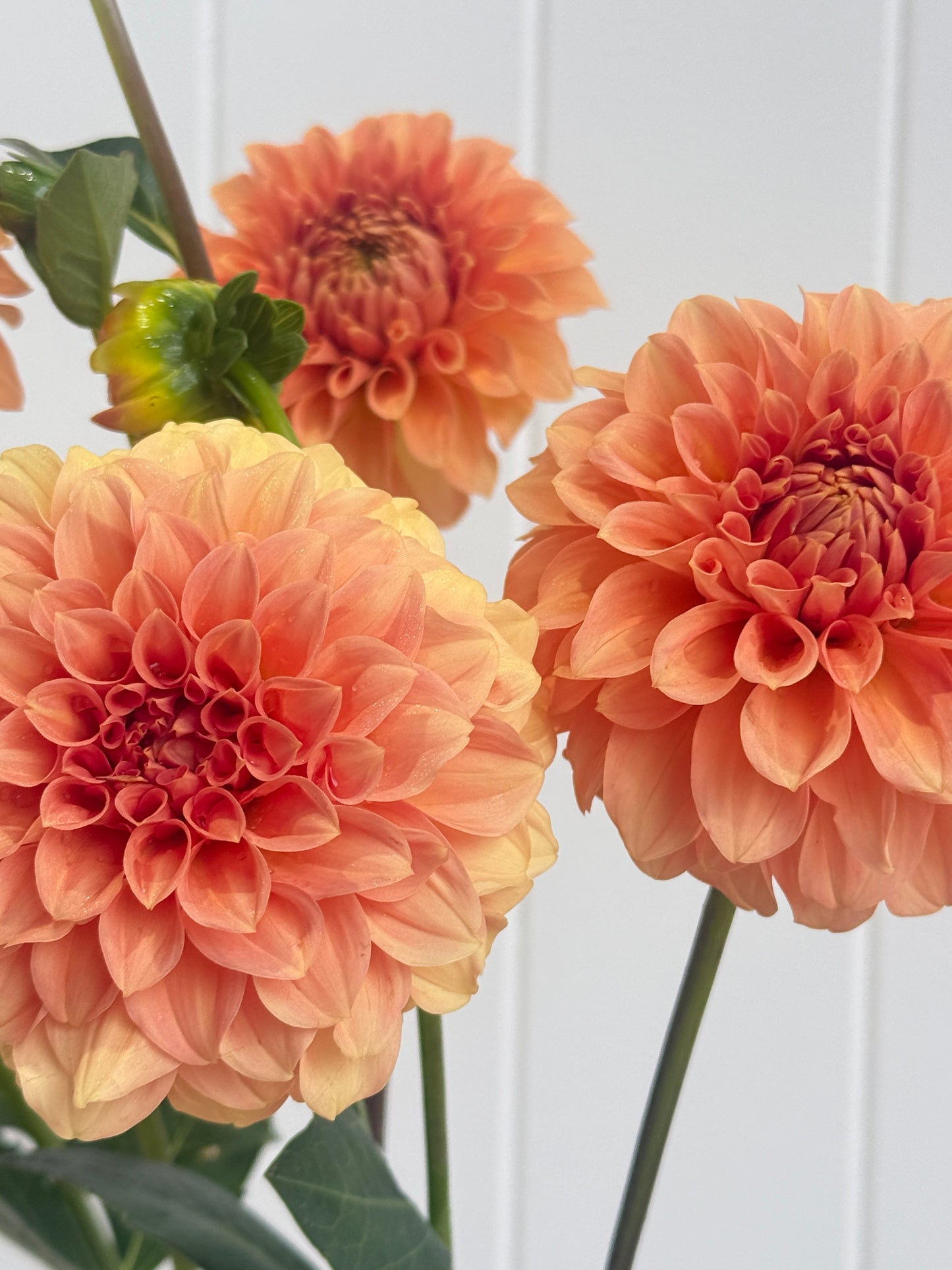Florelie Nectar