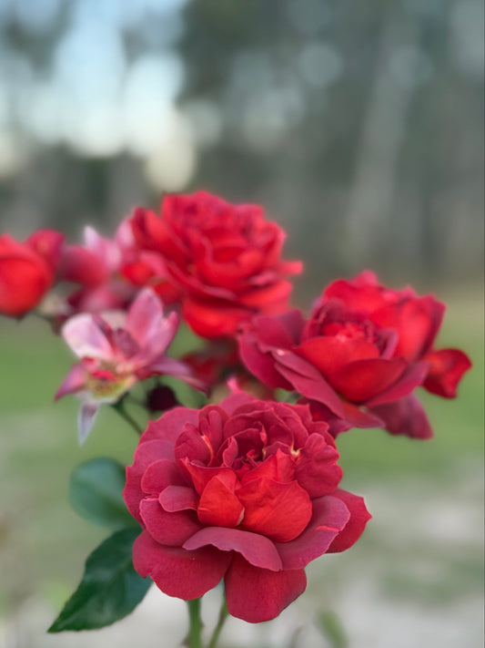 Rose, Hot Cocoa