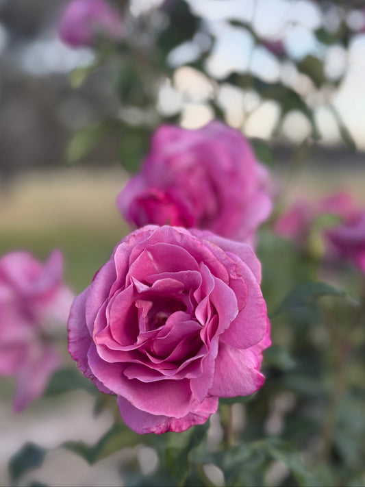 Rose, Fragrant Plum