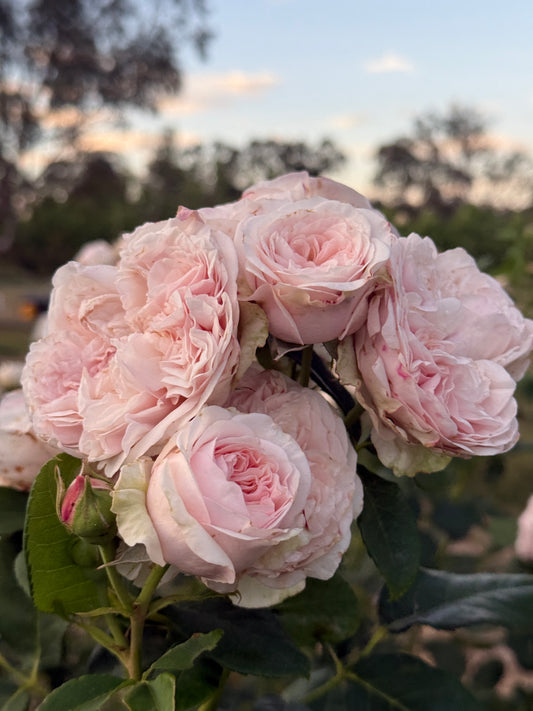 Rose, Claire