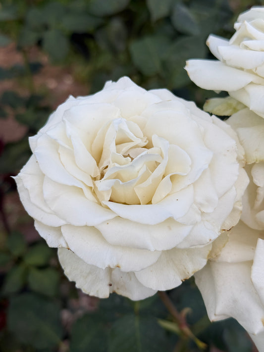 Rose, Tineke