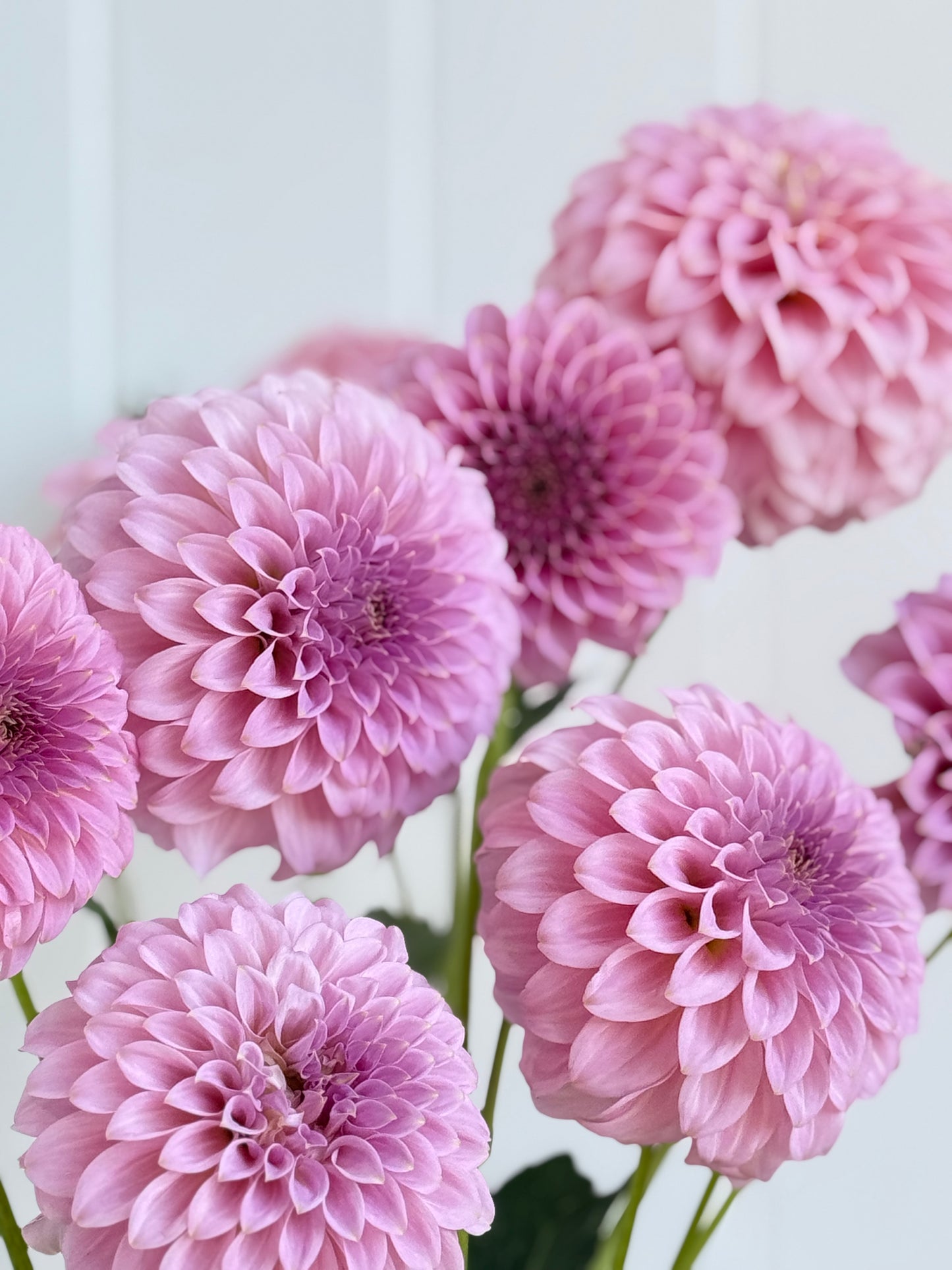 Araluen Leatrice