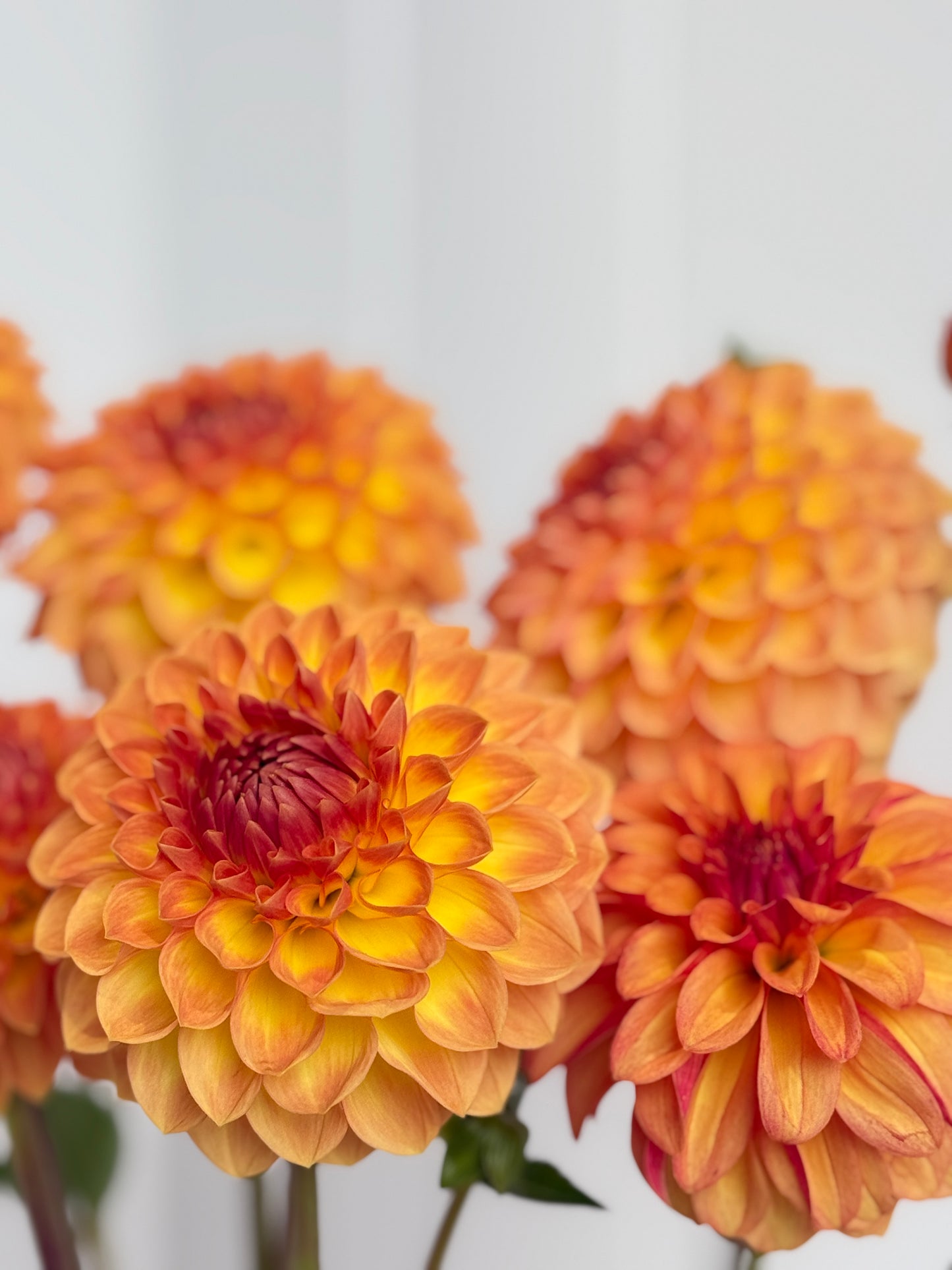 Blyton Softer Gleam