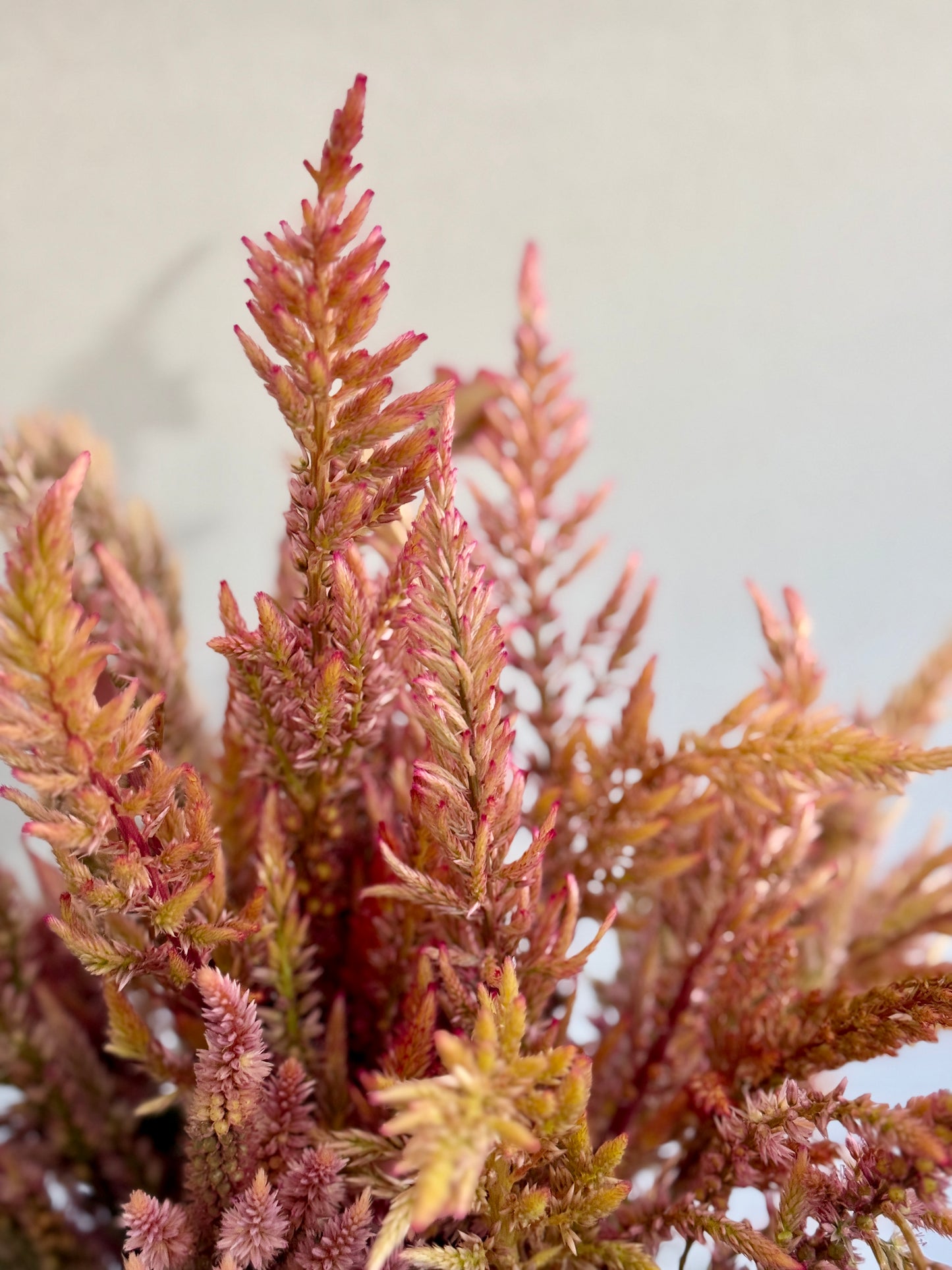 Celosia Vintage Rose mix