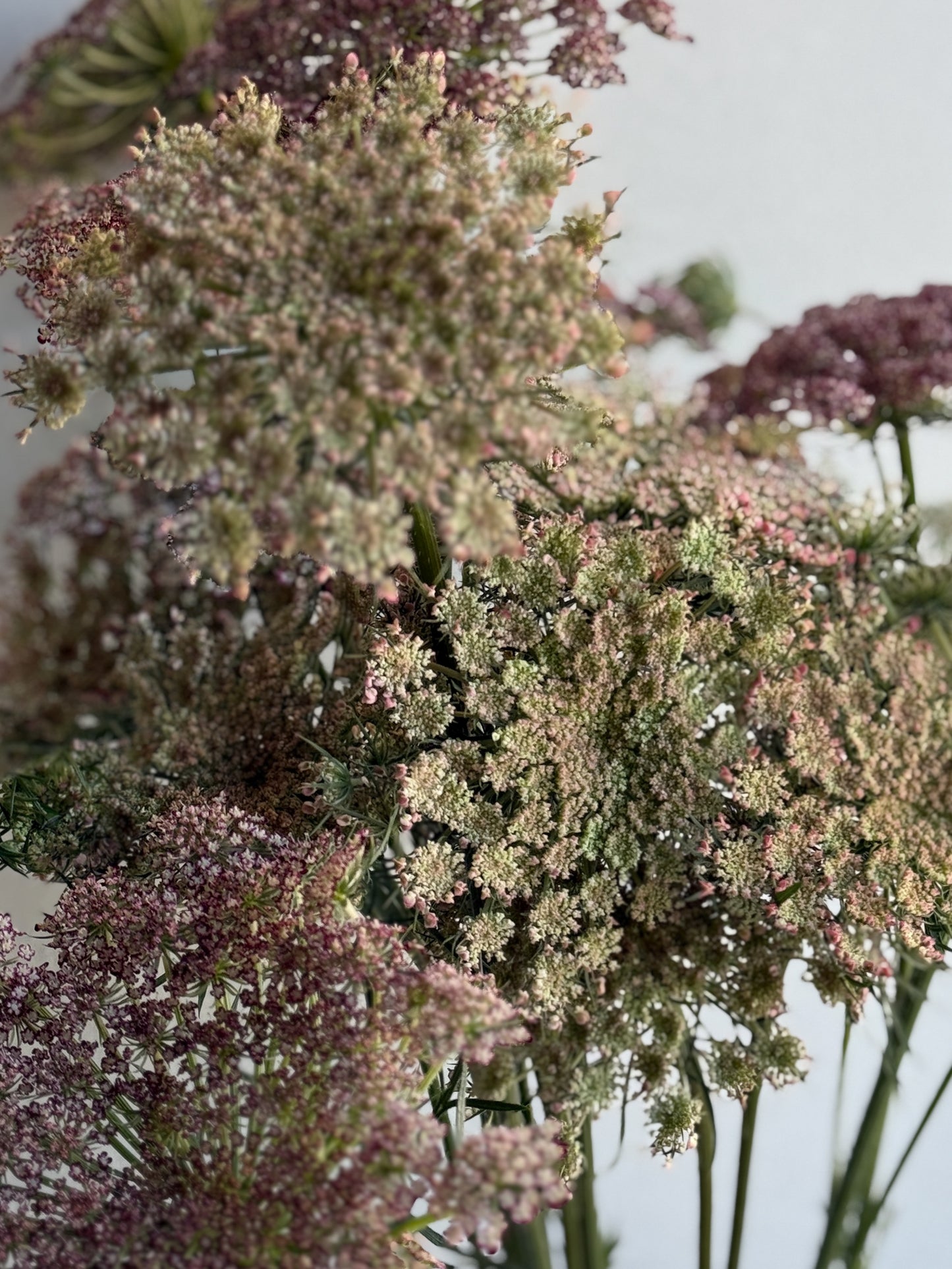 Chocolate Lace Flower (Daucus carota 'Dara')