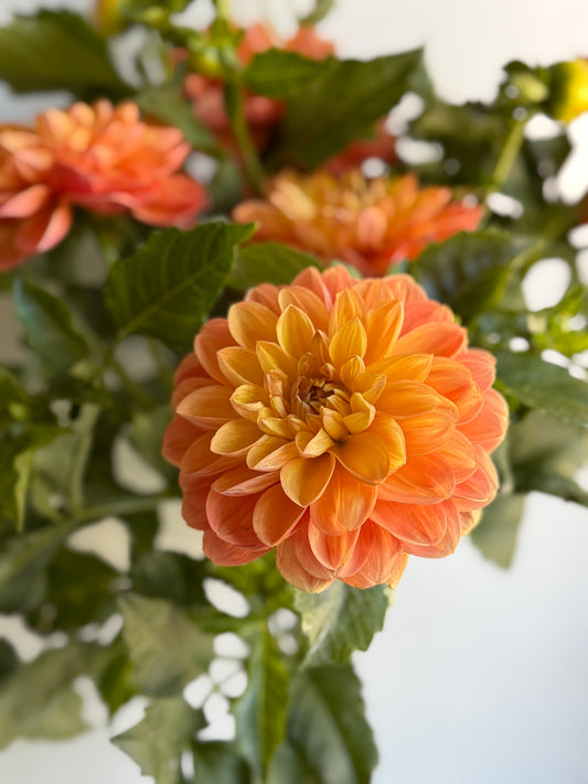 Golden Decorative - Unlabelled