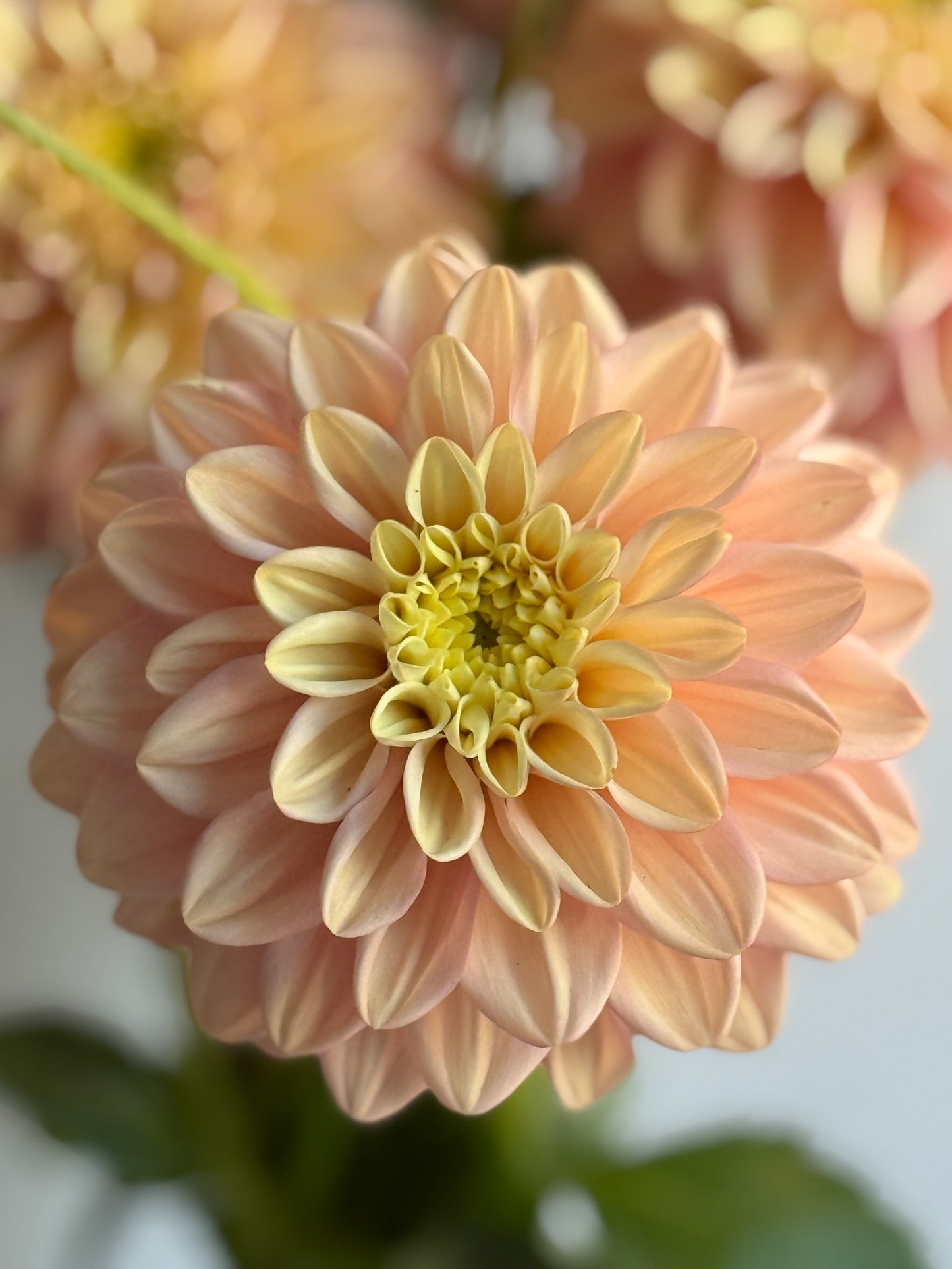 Collection - Romantic Pinks