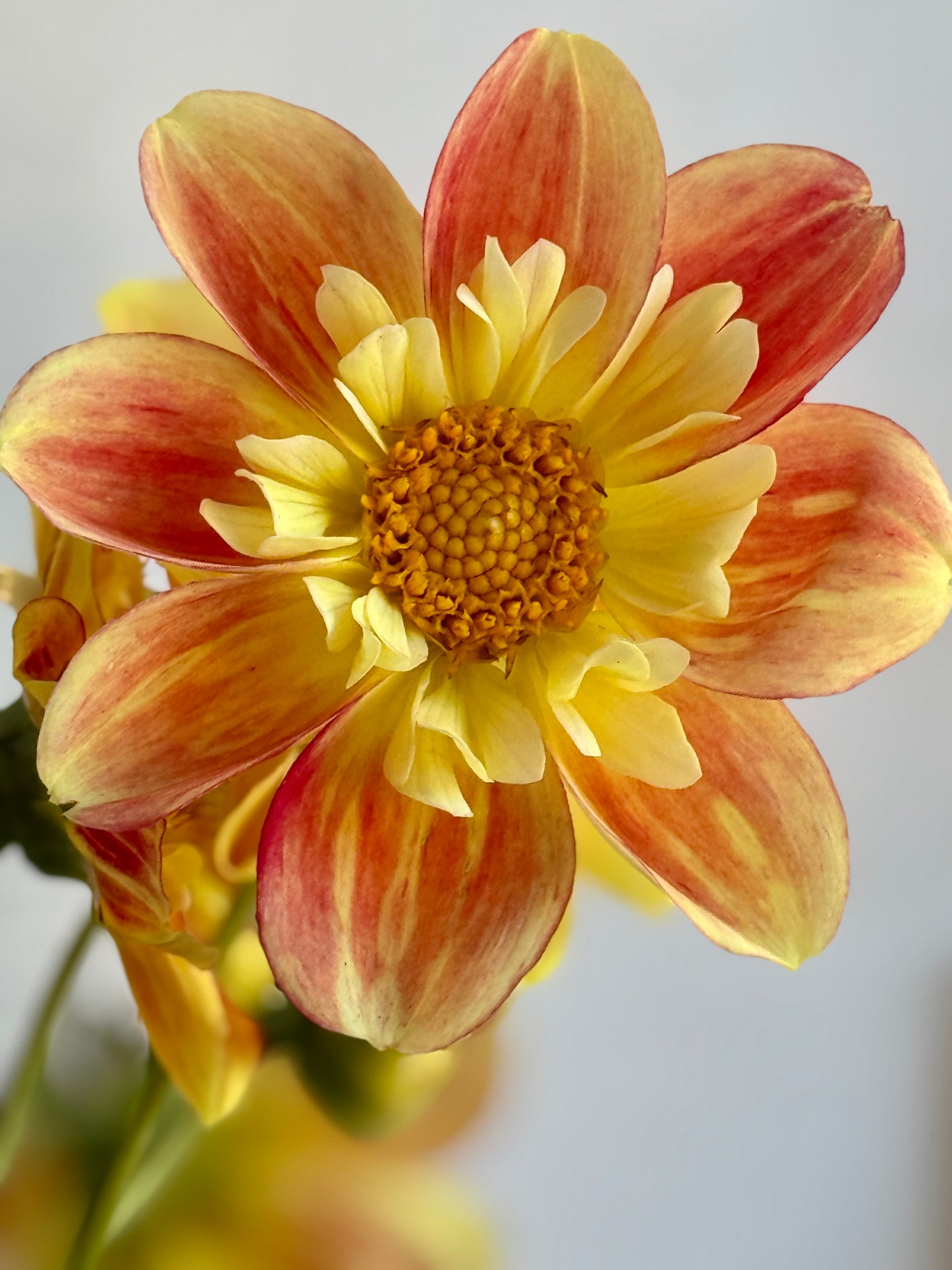 Dahlia, Ernestina