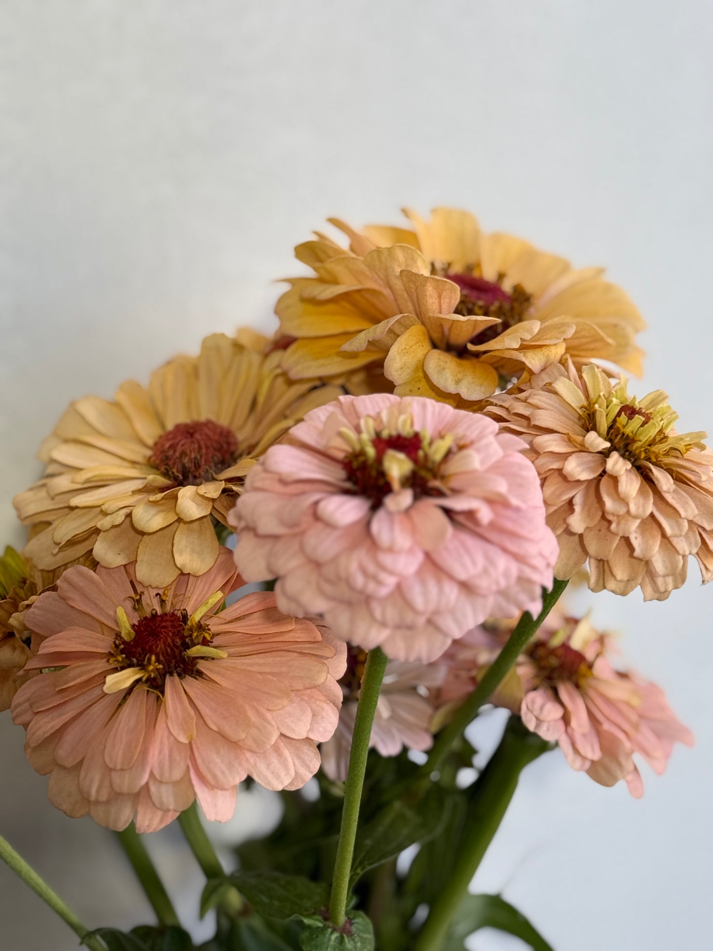 Zinnia Pastel - Pod Flowers Open-Pollinated Seeds