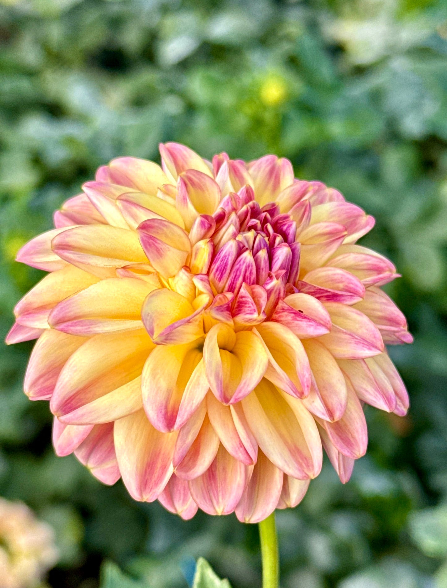 Dahlia, FL Harmony