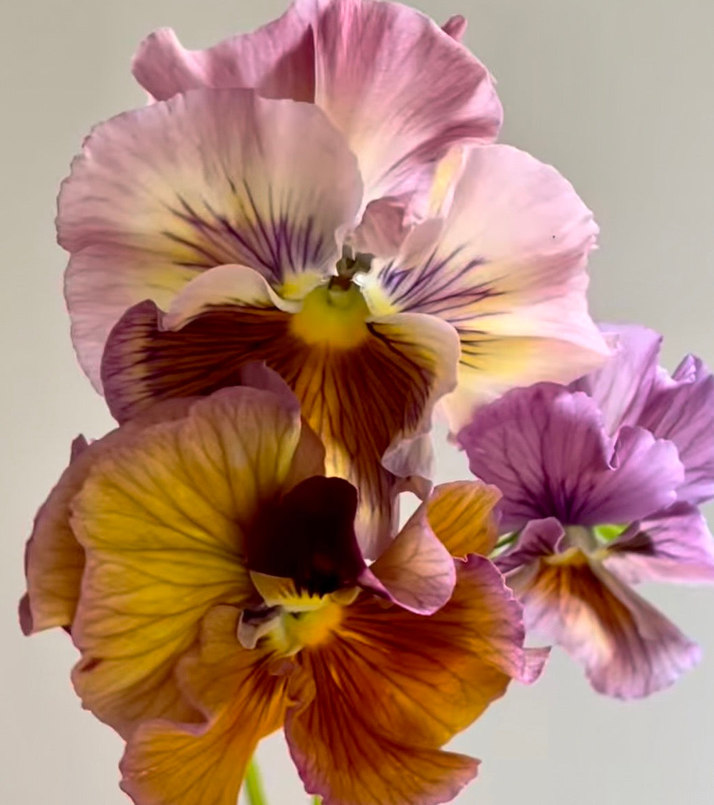 Pansy Flamenco Terracotta