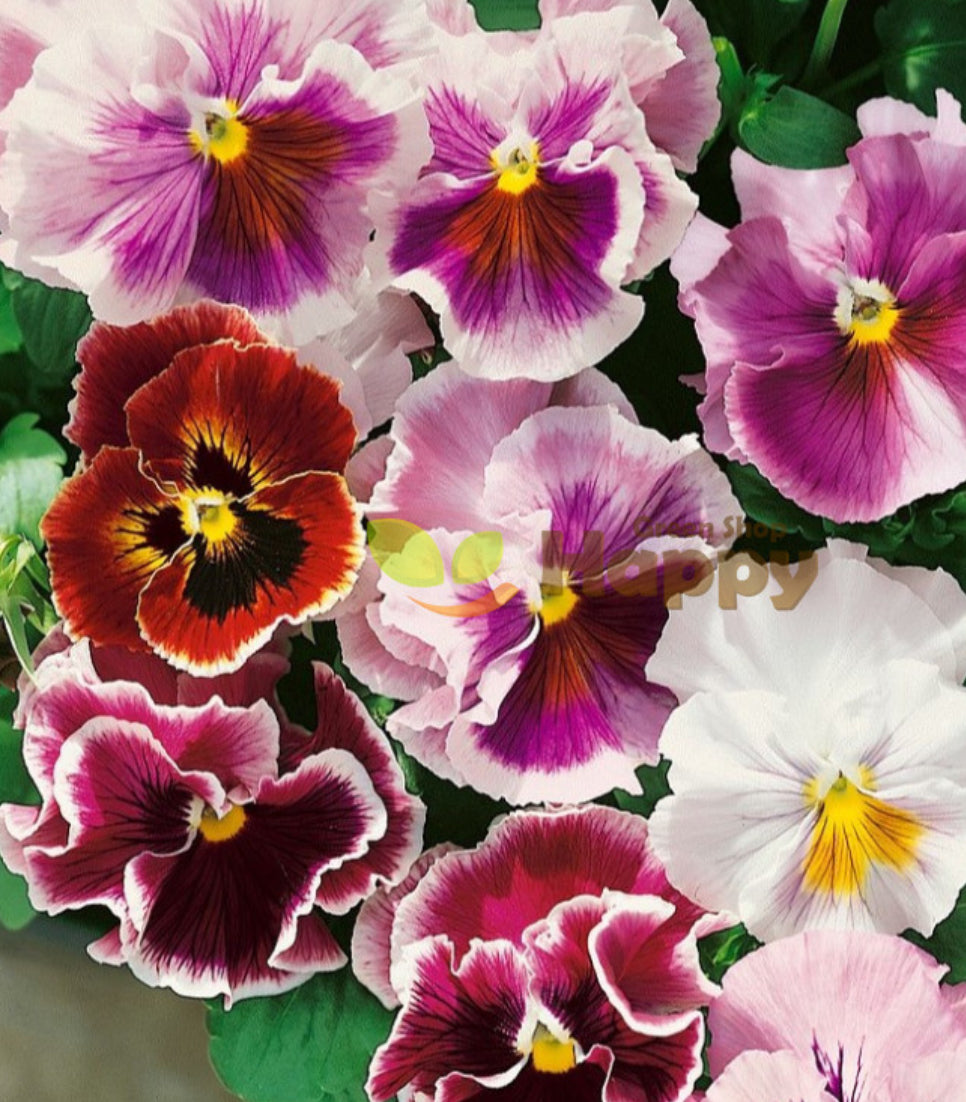 Pansy Can Can Mix OP