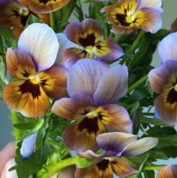 Viola Caramella Bronze Lilac
