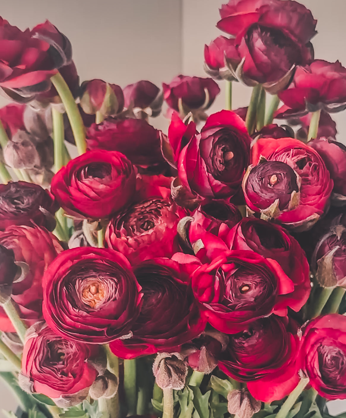 Mothers Day - The Gardeners Collection