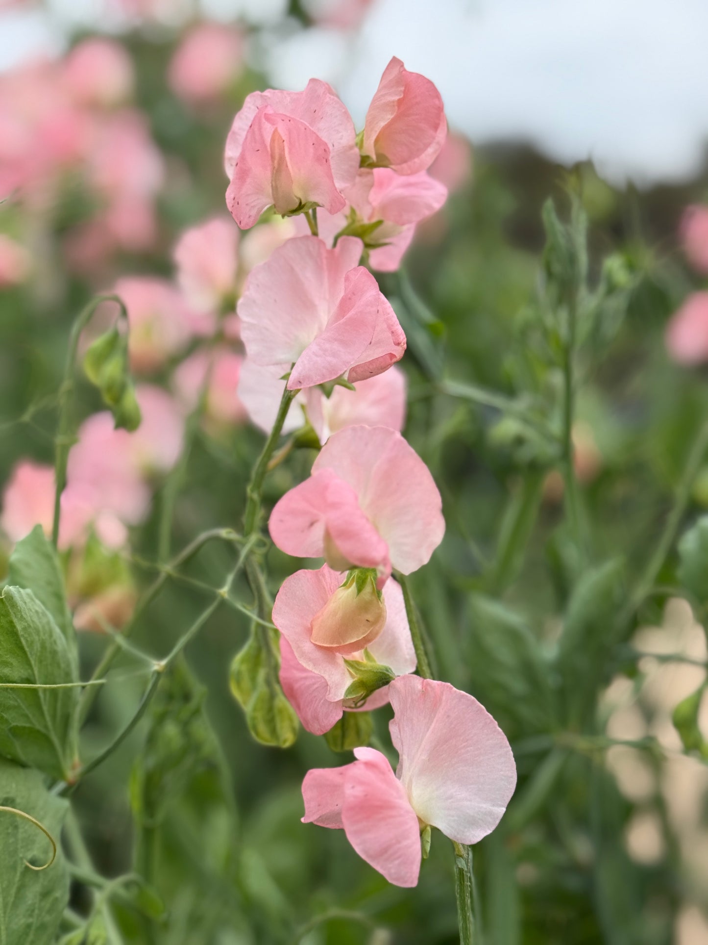 Sweet Pea Mix