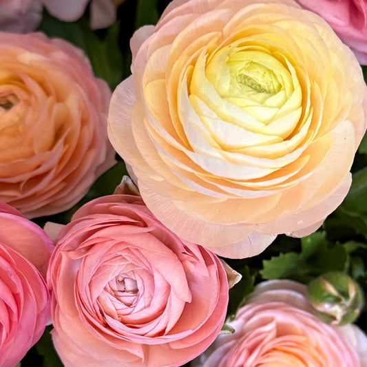 Ranunculus, Elegance Pastello