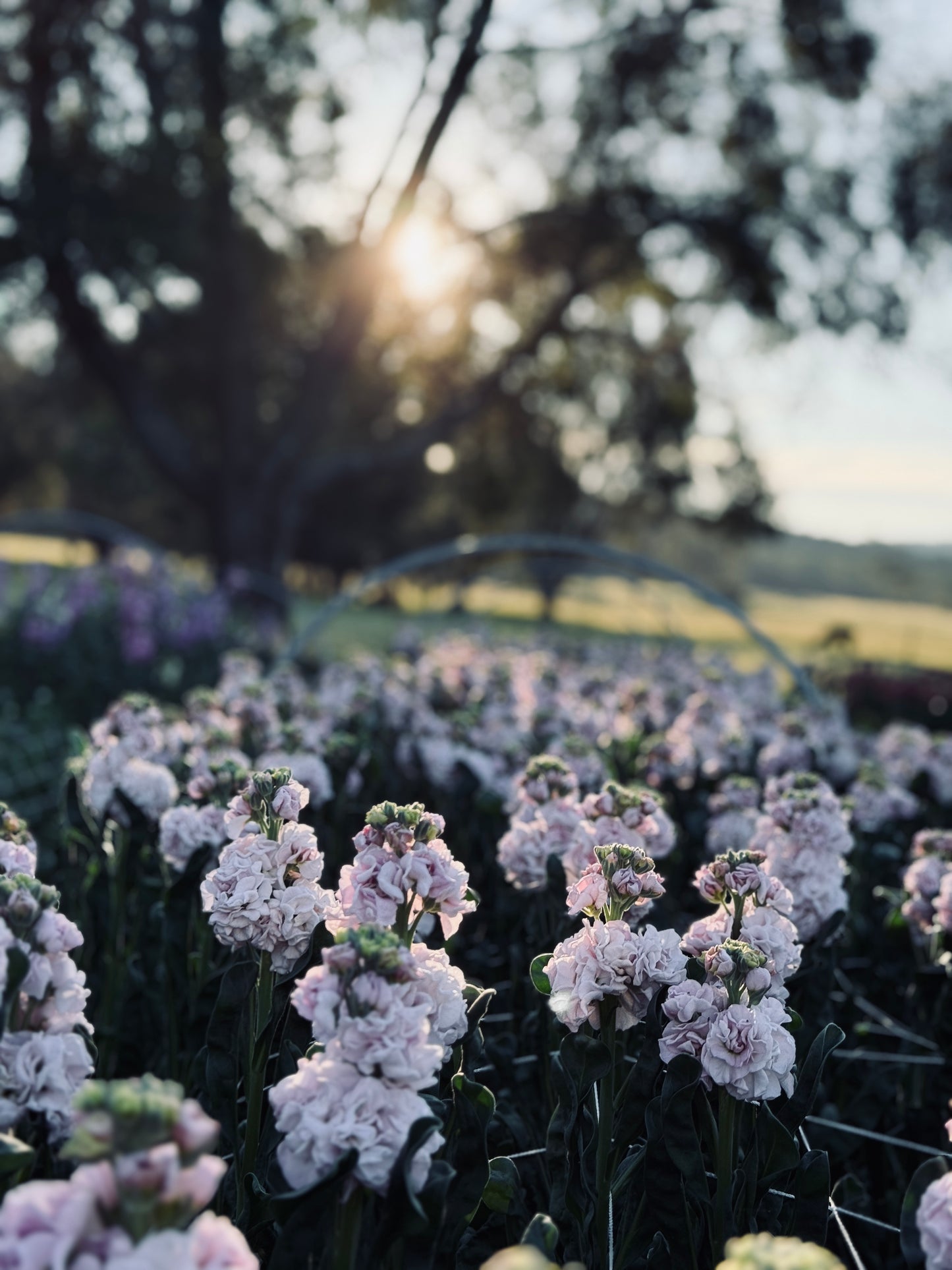 Stock, Malmaison Pink