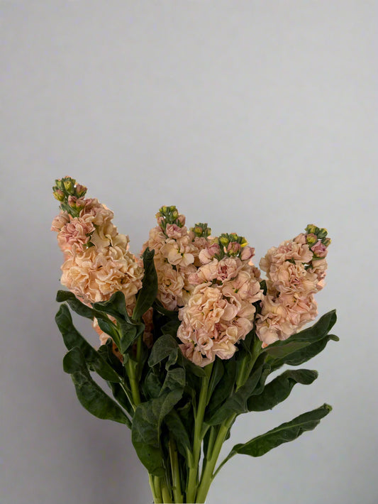 Stock, Iron Apricot