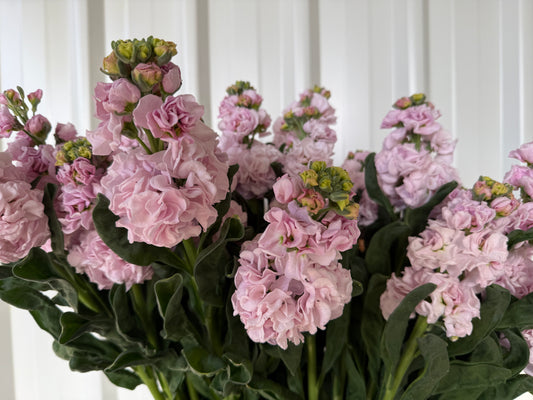 Stock, Malmaison Pink