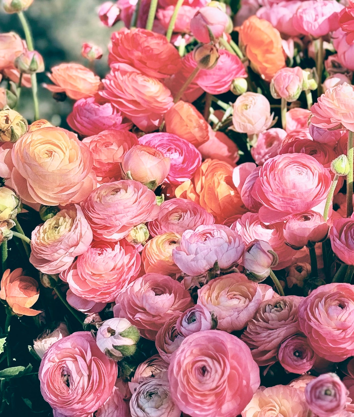 Ranunculus Elegance Pastel