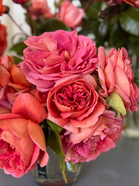 Rose, The Endeavour